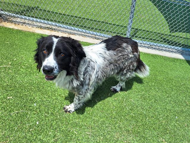 adoptable Dog in Grand Prairie, TX named POLKA DOT
