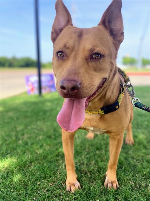 adoptable Dog in Grand Prairie, TX named PIQUE