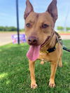 adoptable Dog in  named PIQUE