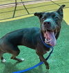 adoptable Dog in Grand Prairie, TX named LILLIANA