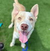 adoptable Dog in grand prairie, TX named BAILEY