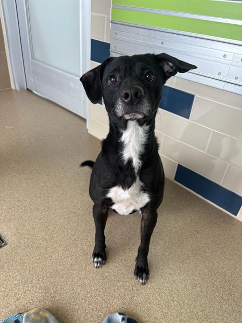 adoptable Dog in Grand Prairie, TX named BRADLEY