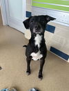 adoptable Dog in  named BRADLEY