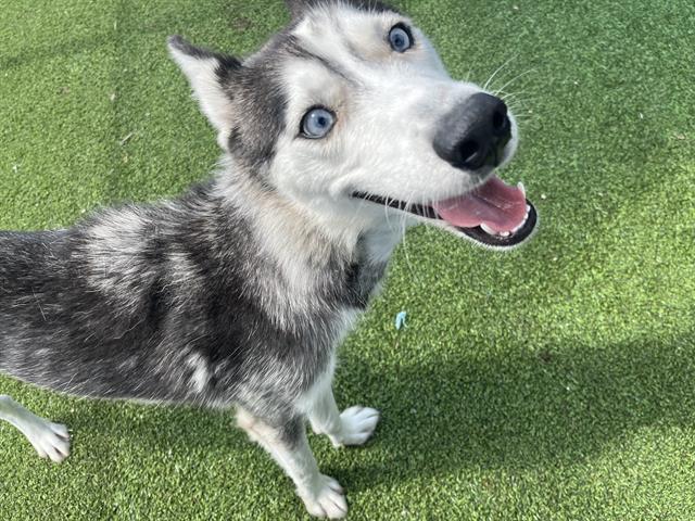 adoptable Dog in Grand Prairie, TX named SHEILA