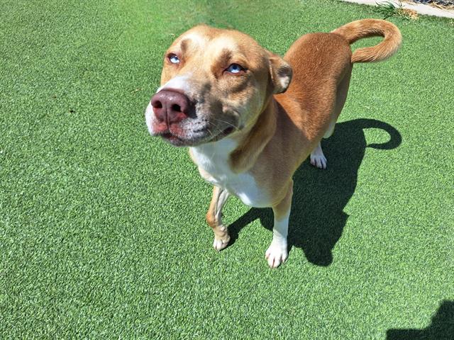 adoptable Dog in Grand Prairie, TX named SKUBERT