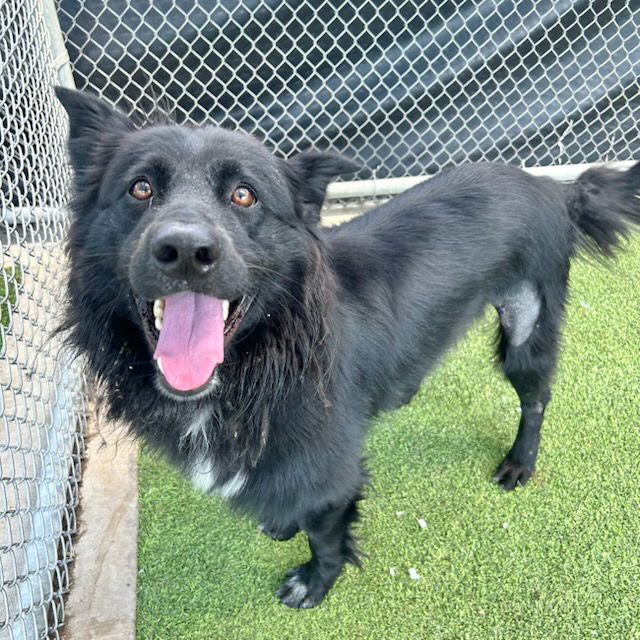 adoptable Dog in Grand Prairie, TX named STICKERS