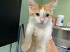 adoptable Cat in Grand Prairie, TX named DANDY