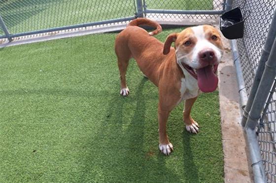 adoptable Dog in Grand Prairie, TX named SHADOW