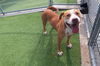 adoptable Dog in Grand Prairie, TX named SHADOW