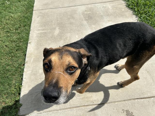 adoptable Dog in Grand Prairie, TX named ANGEL