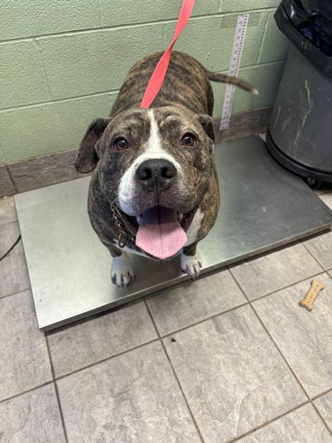 adoptable Dog in Grand Prairie, TX named BIG CHUNGUS