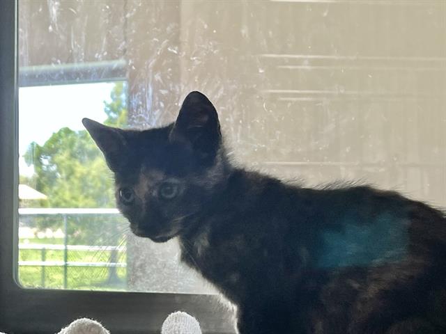 adoptable Cat in Grand Prairie, TX named MONIQUE