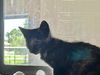 adoptable Cat in Grand Prairie, TX named MONIQUE