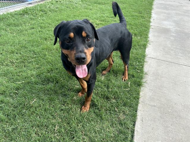adoptable Dog in Grand Prairie, TX named PAISLEY