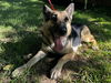 adoptable Dog in Grand Prairie, TX named JESS