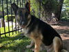 adoptable Dog in Grand Prairie, TX named CECE