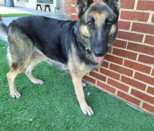 adoptable Dog in Grand Prairie, TX named CECE