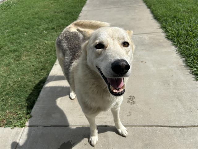 adoptable Dog in Grand Prairie, TX named BASS PRO