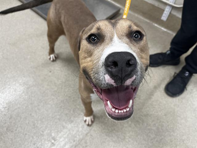 adoptable Dog in Grand Prairie, TX named MAD EYE MOODY