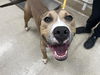 adoptable Dog in Grand Prairie, TX named MAD EYE MOODY