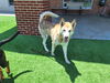 adoptable Dog in  named SHAKIRA
