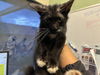 adoptable Cat in Grand Prairie, TX named CHERRY WAVE