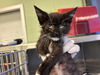 adoptable Cat in Grand Prairie, TX named VIC