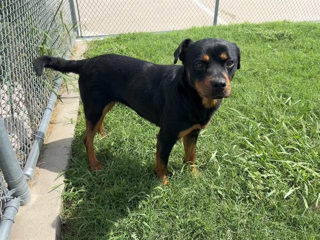adoptable Dog in Grand Prairie, TX named BUBBA