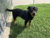 adoptable Dog in  named BUBBA