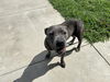adoptable Dog in  named JEWEL