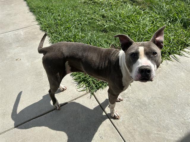 adoptable Dog in Grand Prairie, TX named SKELLY