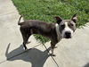adoptable Dog in  named SKELLY