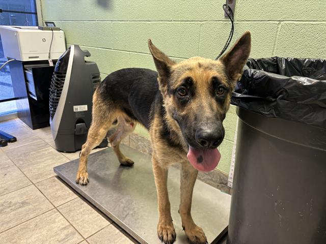 adoptable Dog in Grand Prairie, TX named RANDALL