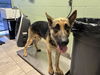 adoptable Dog in  named RANDALL