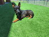 adoptable Dog in  named KEVIN