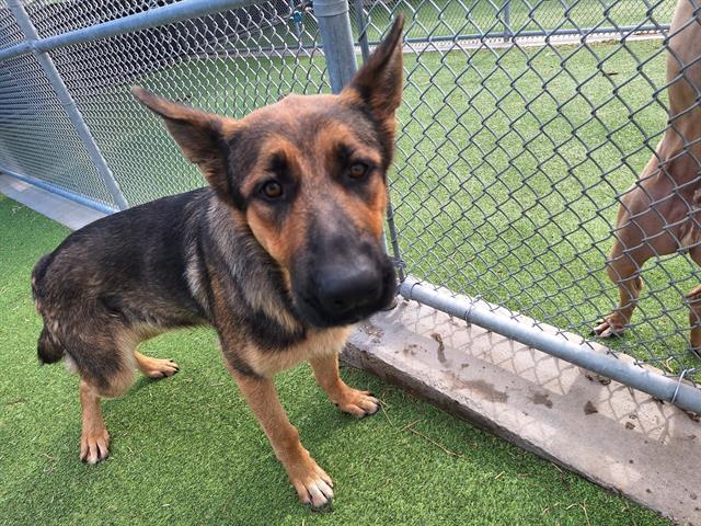 adoptable Dog in Grand Prairie, TX named JOHNNY BLAZE