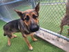adoptable Dog in  named JOHNNY BLAZE