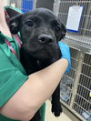 adoptable Dog in  named LULU BELL