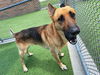 adoptable Dog in  named MAX D MOOSE