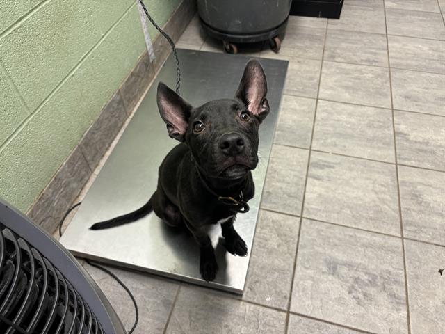 adoptable Dog in Grand Prairie, TX named BRUCE WAYNE