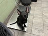 adoptable Dog in  named BRUCE WAYNE