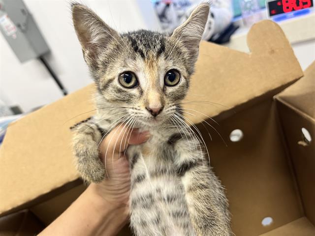adoptable Cat in Grand Prairie, TX named BIRTIB