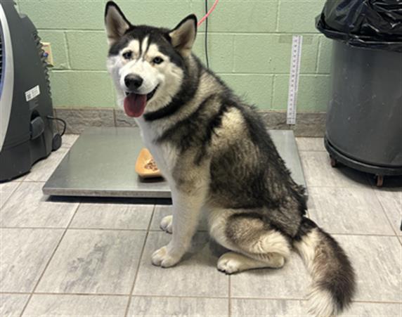 adoptable Dog in Grand Prairie, TX named JABBA