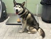 adoptable Dog in  named JABBA