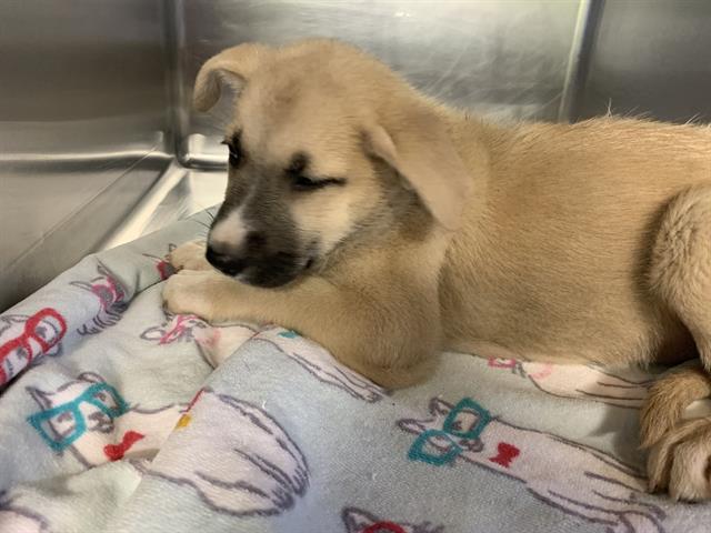 adoptable Dog in Grand Prairie, TX named BAJA BLAST