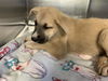 adoptable Dog in grand prairie, TX named BAJA BLAST