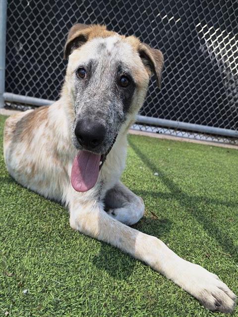 adoptable Dog in Grand Prairie, TX named BRUCE