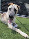 adoptable Dog in  named BRUCE