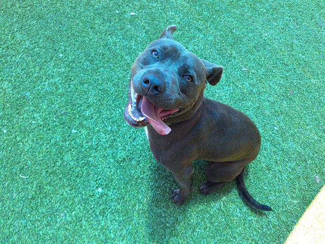 adoptable Dog in Grand Prairie, TX named STANFORD