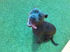 adoptable Dog in  named STANFORD